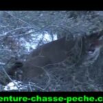 Chasse au cougar