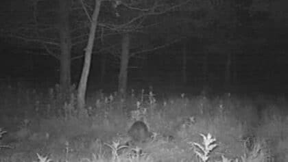 Stealth Cam Prowler (nuit) 2