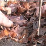 Installation d'un collet à renard dans une clôture
