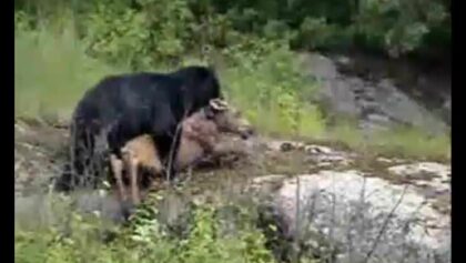 Veau orignal attaqué par un ours noir