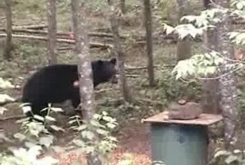Ours noir aux appâts