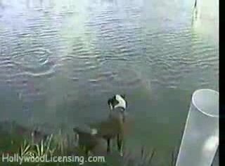 Un chien capture du poisson