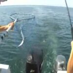 Lac Ontario : Pêche au saumon et à la truite
