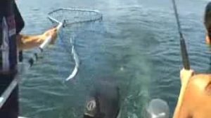 Lac Ontario : Pêche au saumon et à la truite