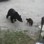 Un chat face à un ours