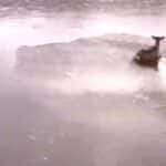 Sauvetage d'un chevreuil pris sur la glace