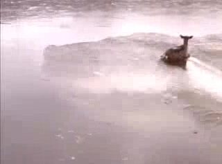 Sauvetage d'un chevreuil pris sur la glace