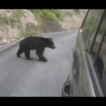 Un ours attaque une voiture