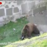 Un homme dévoré par un grizzly