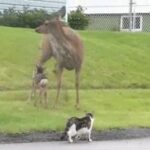Un cerf attaque un chien!