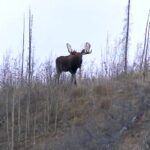 Nouveauté L'Homme Panache au Yukon 8