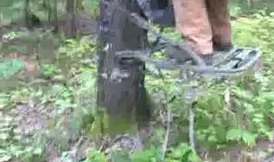 Démonstration d'un tree stand auto-grimpant