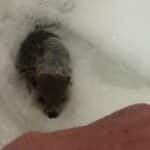 Une marmotte qui prend son bain