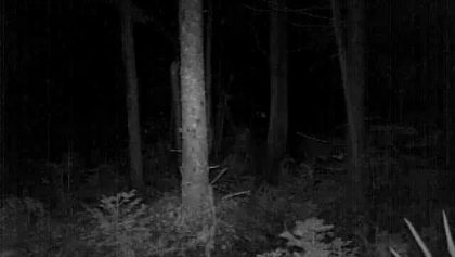 Stealthcam nuit