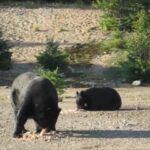 Observation de l'ours noir, parc des Laurentides