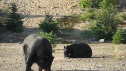Observation de l'ours noir, parc des Laurentides