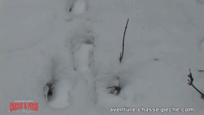 Conseils pour déterminer la frâicheur d'une piste de chevreuil dans la neige