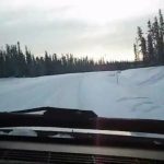 Des caribous sur la route