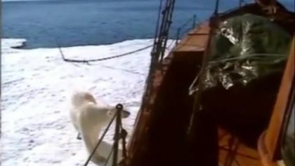 Un ours polaire grimpe sur un bateau