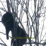 2 oursons dans un arbre