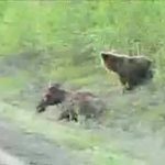 Un ours dévore un orignal vivant!