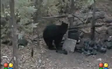 Chasse à ours à l'arc