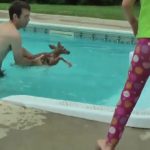 Un chevreuil dans la piscine pour la Fête des Pères
