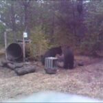 Saison prometteuse pour la chasse à l'ours à St-Bruno-de-Kamouraska
