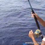 Pêche en mer : Dauphins et capture d'un requin