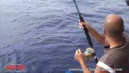Pêche en mer : Dauphins et capture d'un requin