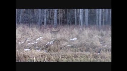Chasse au chevreuil en Saskatchewan (2010)