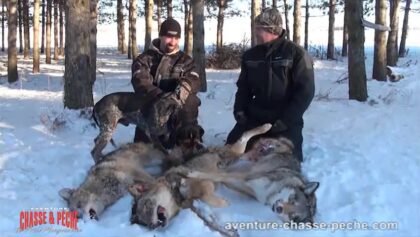 Leur passion : chasser le coyote à laide de chiens (3 de 3)