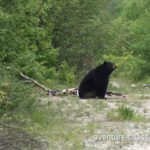 Un tir manqué sur un ours trophée