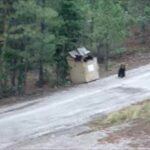 Sauvetage d'oursons pris dans un conteneur à déchets