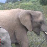 Afrique du Sud : Gros plans sur les éléphants