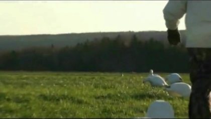Chasse à l'oie blanche (29-30 octobre 2011)