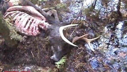 Les coyotes trouvent le buck avant les chasseurs