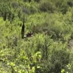 Récolte d'un koudou à longue distance