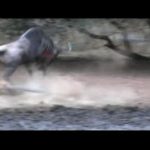 Abattage d'un wildebeest à l'arc