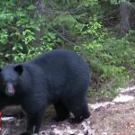 Abattage d'un ours de 300 lb