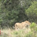 Couple de lions