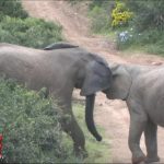 Affrontement entre 2 éléphnants