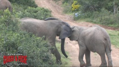 Affrontement entre 2 éléphnants