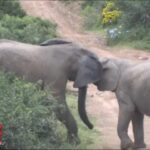 Affrontement entre 2 éléphants