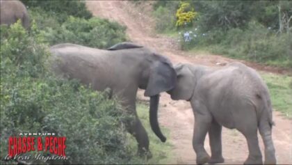 Affrontement entre 2 éléphants