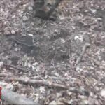 Apprendre à reconnaître les signes de la présence des dindons en forêt