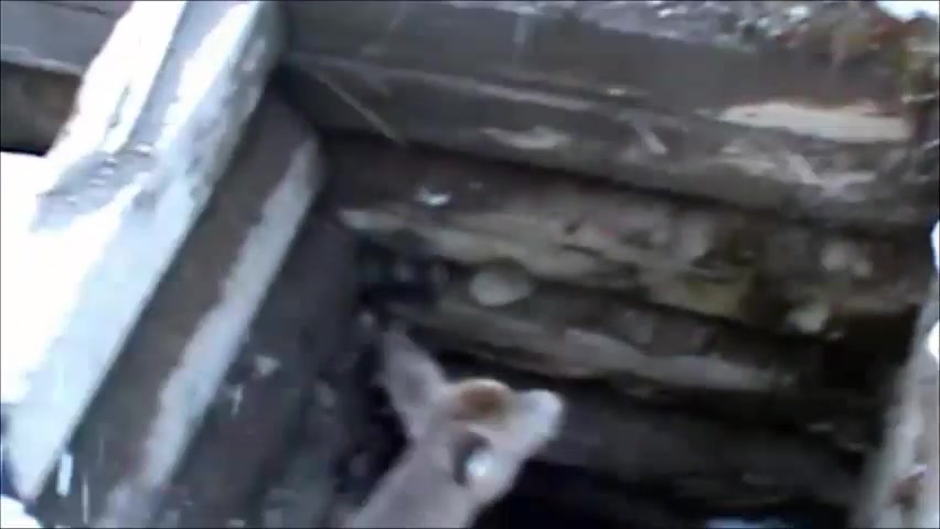 Sauvetage d'un chevreuil au Mont Sainte-Anne