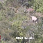 Afrique : la différence entre les mâles et les femelles oryx