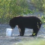 Chasse à l'ours au Lac St-Jean
