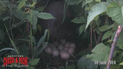 Une femelle dinde filmée pendant 26 jours jusqu'à l'éclosion sur son nid